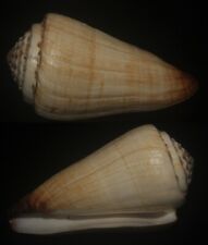Tonyshells Seashells Conus distans DISTANT CONE FREAK SPIRE VERY LARGE 110.2mm picture