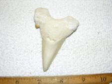 Shark tooth fossil real Otodus Obliquus 50 million years old 3 inch S16 picture