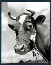 RALPH THOMAS FILM APPOIMENT WITH VENUS´S BOBINE STAR 1951 COMEDY Photo Y 198 picture