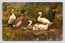 Painting of Ducks at a Pond Mallard Edition Stehli Switzerland Postcard picture