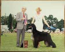 Afghan Hound 1991 Champion Dog Show 8 x 10 Photograph / Photo picture