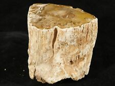PERFECT BARK 225 Million Year Old Polished Petrified Wood Fossil 383gr picture