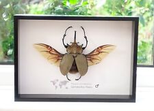 Megasoma elphas, Elephant Beetle, taxidermy beetle, frame size A4 picture