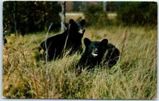 Postcard - A Pair Of Black Bear - Greetings From Baldwin, Michigan picture
