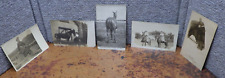 5 Vintage RPPC Postcards Horse & Woman With Gun Sir James Blue Bell Early 1900's picture