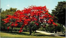 Royal Poinciana Flower Tree Postcard Mirro VTG UNP Vintage Unused Chrome picture