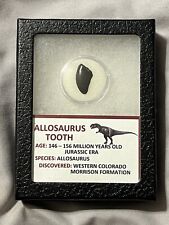 Allosaurus Dinosaur Tooth Shard From Morrison Formation Colorado Fossil Genuine picture