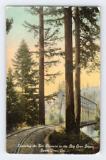 1911. SANTA CRUZ.CA. SAN LARENZO, BIG TREE GROVE. POSTCARD RR19 picture