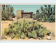 Postcard The beauty of the Beavertail Cactus Fort Bliss Texas USA picture