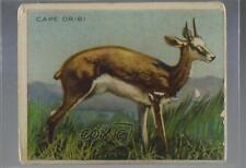 1909-11 Hassan Animals Series Tobacco T29 Animal Description Back Cape Oribi a8x picture