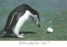 Postcard Penguin and Egg 