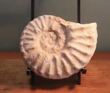 Texas Mortoniceras Large Ammonite Fossil picture