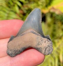 Summerville Angustidens Shark Tooth Fossil Sharks Teeth South Carolina picture