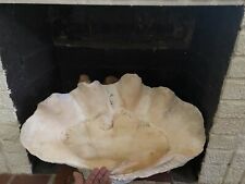 Giant Clam Shell Real Natural 28” 72 Pounds Vintage Shell~Huge Tridacna Gigas picture