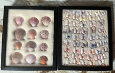 Lot 2 Vintage Estate Seashell Collections in Riker Display Box Scallops Coquina picture