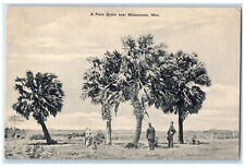 c1910 A Palm Grove Near Matamoros Tamaulipas Mexico Antique Unposted Postcard picture
