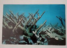 Postcard Lot Of 2 Coral Reef Ocean Chrome Photochrome Vintage  picture