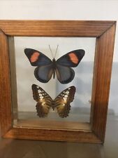 2 REAL BUTTERFLIES FRAMED picture