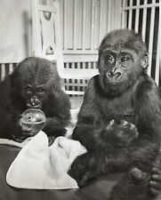 Circus Baby Gorillas Performer Vintage Snapshot Photo by Eileen Darby picture
