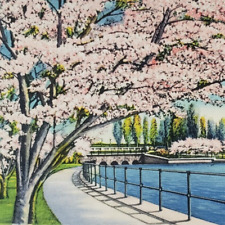 Cherry Blossoms Potomac Park Washington DC Postcard c1935 Vintage Linen Old A568 picture