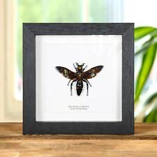 Taxidermy Giant Scoliid Wasp  Frame (Megascolia procer)(XL) picture