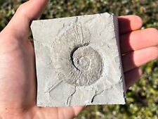 France Fossil Ammonite in Matrix Crioceratites duvali Heteromorph Cretaceous Age picture
