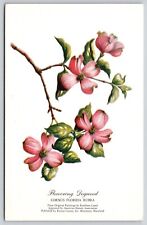 Flowering Dogwood Cornus Florida Rubra Postcard UNP VTG Litho Unused Vintage picture