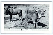c1950's Highland Cattle Frank Philips Ranch Woolaroc Oklahoma Vintage Postcard picture