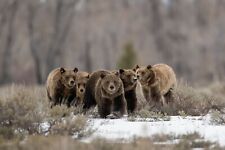 The Fantastic Five - Grizzly Bear 399 11x14 Limited Edition Photograph picture