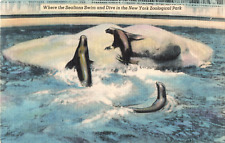 Vintage Postcard, Where The Sealions Swim & Dive, New York Zoological Park* picture