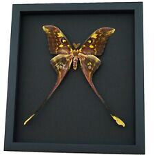 Actias isis xl Sulawesi Moon Moth Rare Framed Taxidermy Moonlight Display picture