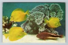 Chicago IL-Illinois Fish At John G Shedd Aquarium  Vintage Souvenir Postcard picture