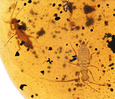 Two Scarce Phasmatodea (Walking Stick), Fossil inclusion in Burmese Amber picture