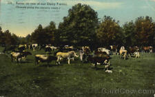 1913 St. Paul,MN Scene On One Of Our Dairy Farms Ramsey County Minnesota Vintage picture