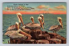 FL- Florida, Pelicans At Rest, Antique, Vintage c1952 Postcard picture