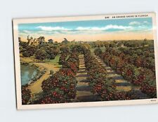 Postcard An Orange Grove in Florida USA picture