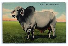 Postcard Brahman Bull in Florida Pastures 1952 E24 picture