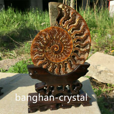 1pc Natural ammonite fossil conch Crystal specimen healing Home decoration+stand picture