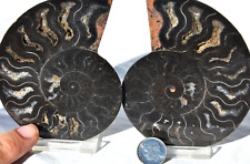 Large Black Ammonite pair Crystal LARGE 97mm Dinosaur age FOSSIL 3.8