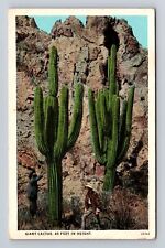 Giant Cactus, Scenic Desert View, Rock Formations, Vintage Souvenir Postcard picture