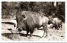Real Photo Postcard At the Buffalo Ranch near Redding California  - Posted 1956 picture