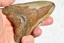 REAL Megalodon Shark Teeth XXXL Fossil about 17 million year 109mm 4.3