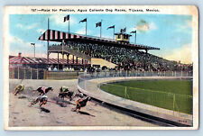 Tijuana Baja California Mexico Postcard Agua Caliente Dog Races c1940's picture