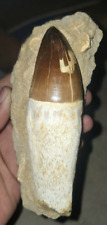 Stunning Rooted mosasaur tooth curri huge mosasaurus dinosaur reptile top qualit picture