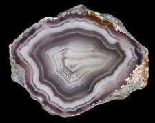 Amazing Banded Laguna Agate From Mexico Collectors Grade picture