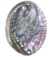 Abalone Shell Smudging Bowl Seashell Incense Burner, 5-6 Inches. Tripod Included picture