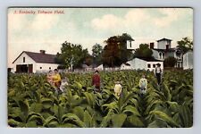 KY-Kentucky, A Kentucky Tobacco Field, Antique Souvenir Vintage Postcard picture