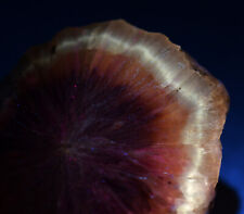 Fluorescent Barite, half nodule. From Mexico. 134 grams. picture