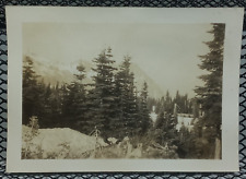 1930's Snowy Mountain Through Trees Antique Vintage Photo Washington Mt Rainier picture