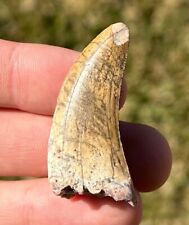 SUPERB Fossil Dinosaur Tooth from Niger Eocarcharia dinops Theropod Rare Teeth picture